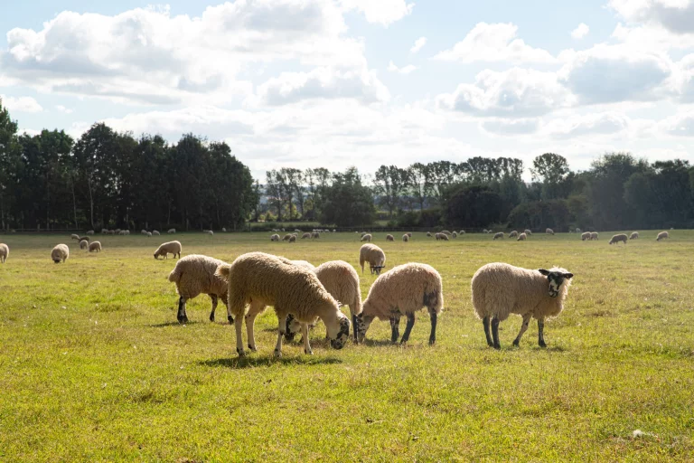 Image carousel 3501581 1762570866